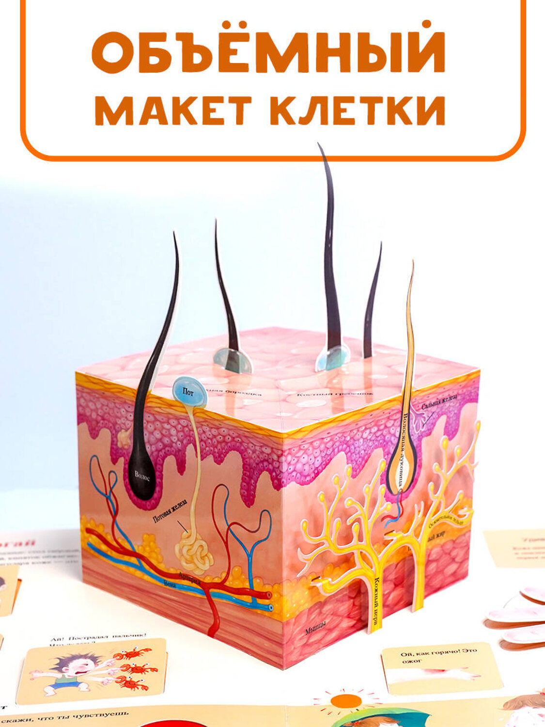 АСТ Сушкова М.В. "Все секреты человека" 420395 978-5-17-154355-6