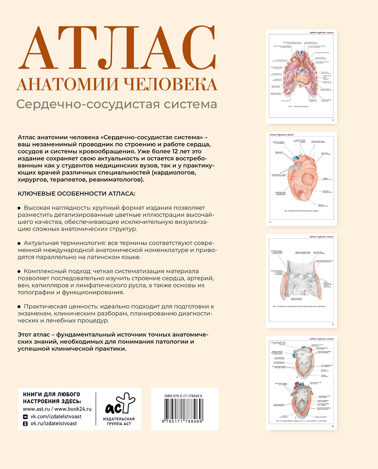 АСТ Лёвкин С.С. "Атлас анатомии человека. Сердечно-сосудистая система" 562864 978-5-17-178846-9