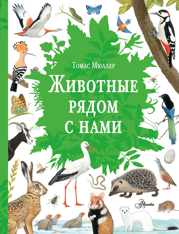 АСТ Томас Мюллер "Животные рядом с нами" 539897 978-5-17-175209-5
