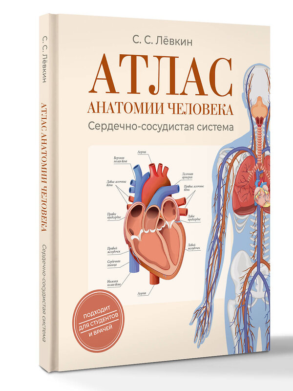 АСТ Лёвкин С.С. "Атлас анатомии человека. Сердечно-сосудистая система" 562864 978-5-17-178846-9