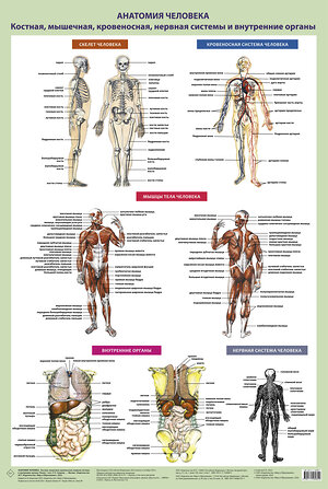 АСТ Самусев Р.П. "Анатомия человека. Костная, мышечная, кровеносная системы и внутренние органы (в тубусе)" 386055 978-5-17-158988-2 