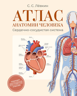 АСТ Лёвкин С.С. "Атлас анатомии человека. Сердечно-сосудистая система" 562864 978-5-17-178846-9 
