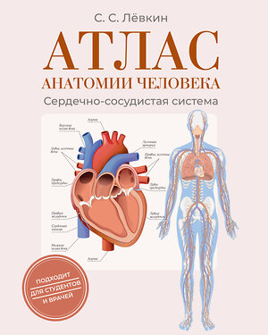 АСТ Лёвкин С.С. "Атлас анатомии человека. Сердечно-сосудистая система" 562866 978-5-17-178848-3 