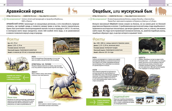 Эксмо Дэвид Элдертон "Животные. Все обитатели нашей планеты" 356421 978-5-04-169497-5 