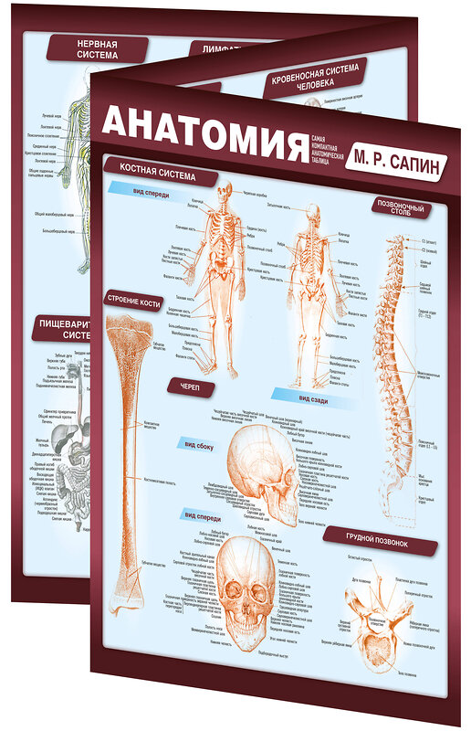 Эксмо Михаил Сапин "Анатомия. Самая компактная анатомическая таблица" 360140 978-5-04-184838-5 