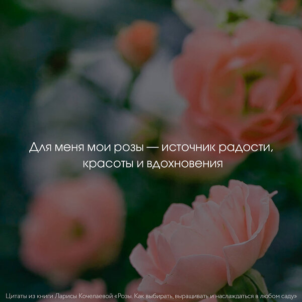 АСТ Лариса Кочелаева "Розы. Как выбирать, выращивать и наслаждаться в любом саду" 385056 978-5-17-156974-7 