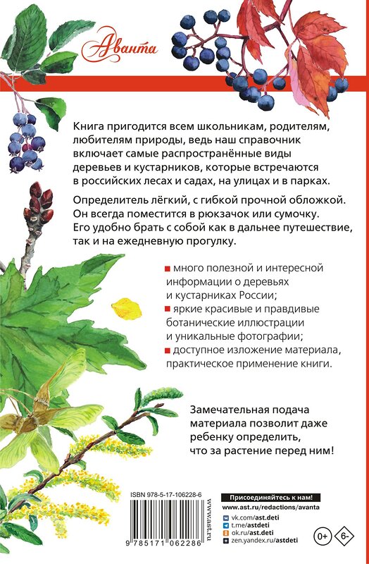 АСТ Пескова И.М. "Деревья и кустарники России. Определитель" 562635 978-5-17-106228-6 